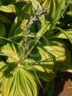 Veratrum nigrum