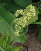 Veratrum viride