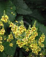 Verbascum chaixii