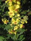 Verbascum chaixii