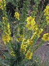 Verbascum chaixii