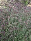 Verbena bonariensis