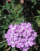 Verbena hybrida