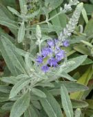 Veronica spicata incana