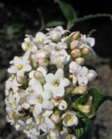 Viburnum burkwoodii