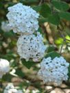 Viburnum burkwoodii