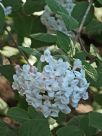 Viburnum burkwoodii