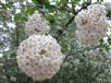 Viburnum burkwoodii