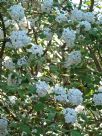 Viburnum burkwoodii