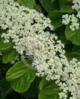 Viburnum dilatatum