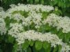 Viburnum dilatatum