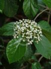 Viburnum japonicum