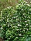 Viburnum japonicum