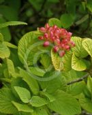 Viburnum lantana Versicolor