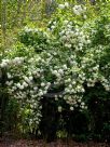 Viburnum opulus Roseum