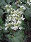 Viburnum plicatum tomentosum