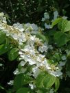 Viburnum plicatum tomentosum