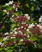 Viburnum opulus sargentii Onondaga