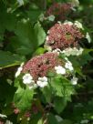 Viburnum opulus sargentii Onondaga