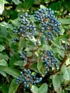 Viburnum tinus