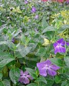 Vinca major