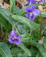 Viola betonicifolia