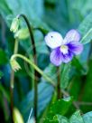 Viola betonicifolia