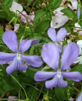 Viola cornuta