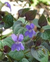 Viola riviniana Purpurea Group