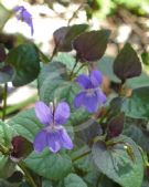 Viola riviniana Purpurea Group