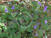 Viola riviniana Purpurea Group