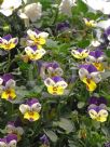 Viola tricolor