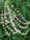 Vitex negundo