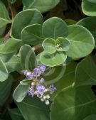 Vitex rotundifolia