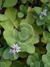 Vitex rotundifolia