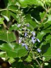 Vitex trifolia