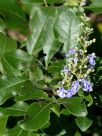 Vitex trifolia