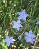 Wahlenbergia communis