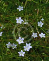 Wahlenbergia gracilis