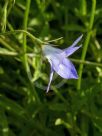 Wahlenbergia stricta