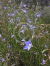 Wahlenbergia stricta