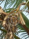 Washingtonia filifera