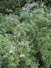 Weigela florida Variegata