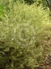 Westringia brevifolia raleighii Sea Mist