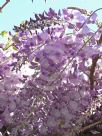 Wisteria sinensis