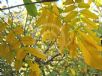 Wisteria sinensis