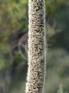 Xanthorrhoea johnsonii