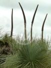 Xanthorrhoea johnsonii