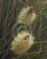 Xanthorrhoea macronema