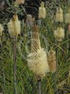 Xanthorrhoea macronema